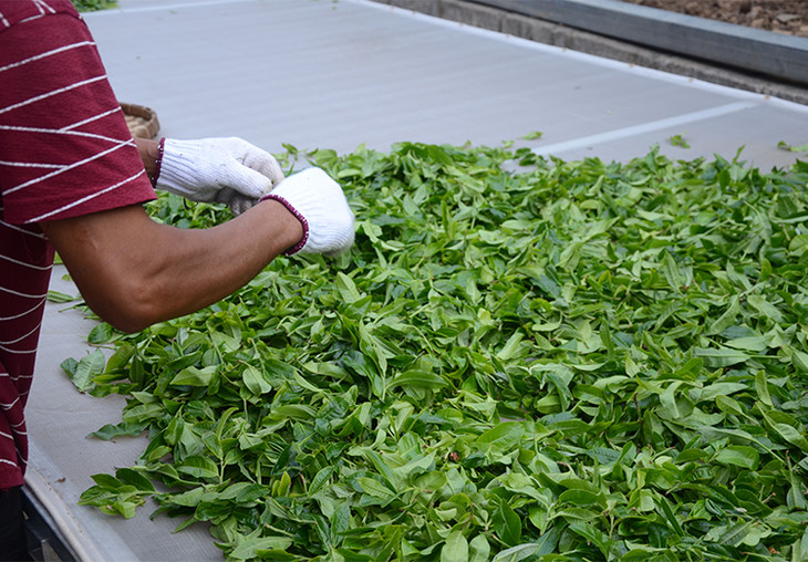 2024年磨烈古樹(shù)春茶特點(diǎn)是什么？