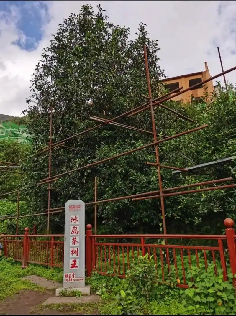 冰島老寨詳細(xì)介紹口感！