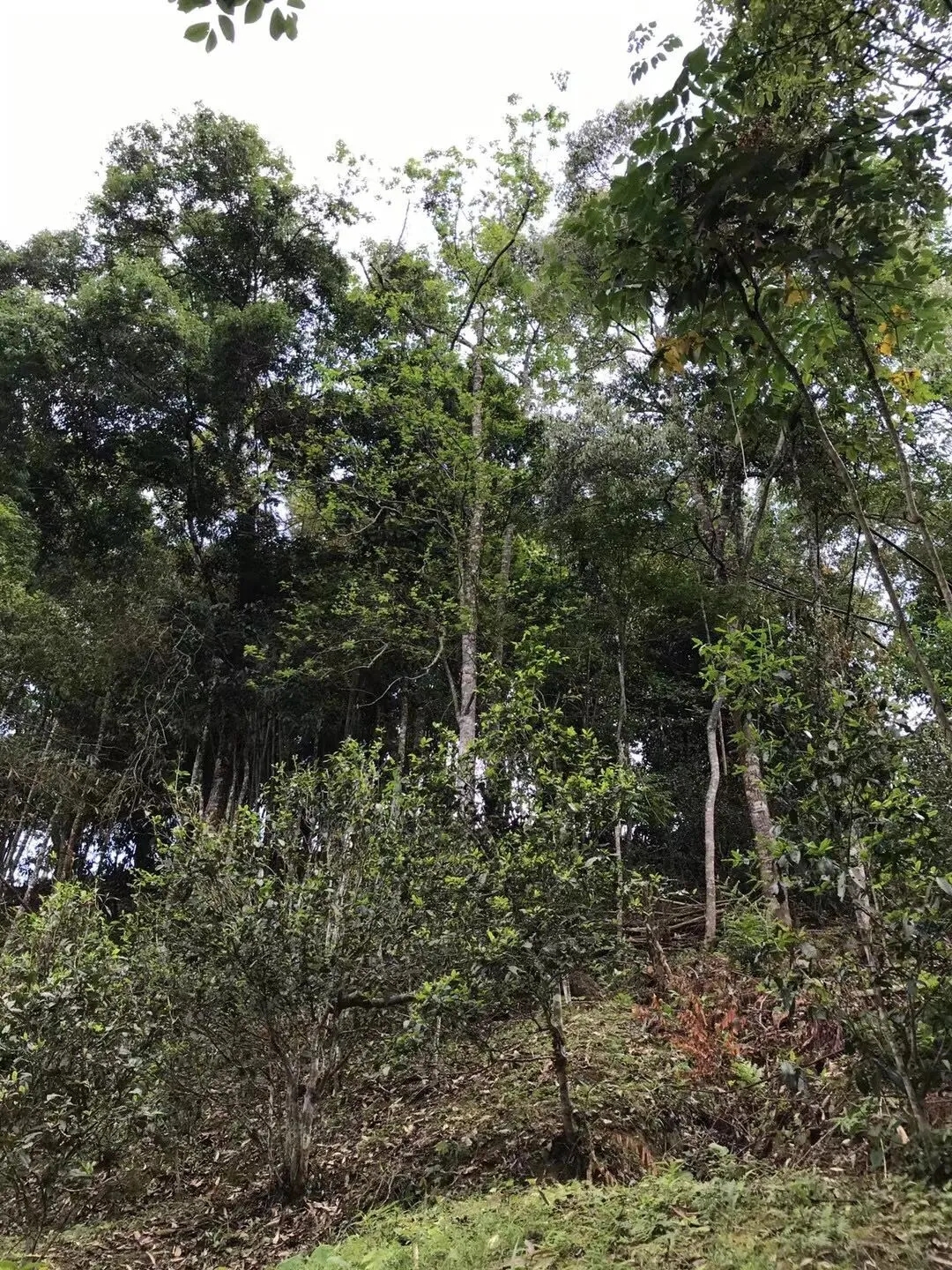 2025年易武古樹春茶口感如何？