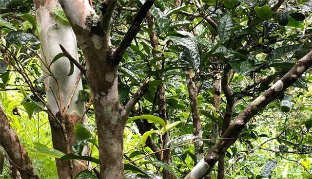 2025年易武古樹春茶品質(zhì)怎么樣？