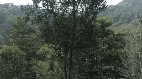 2025年易武古樹春茶價格是多少？