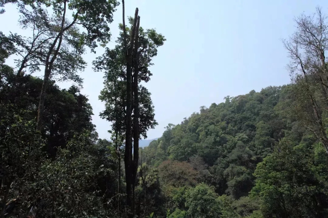 2025年易武古樹春茶多少錢一公斤？