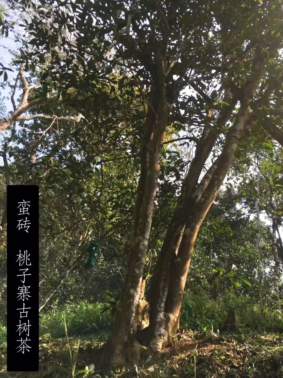 2025年蠻磚古樹春茶口感怎么樣？