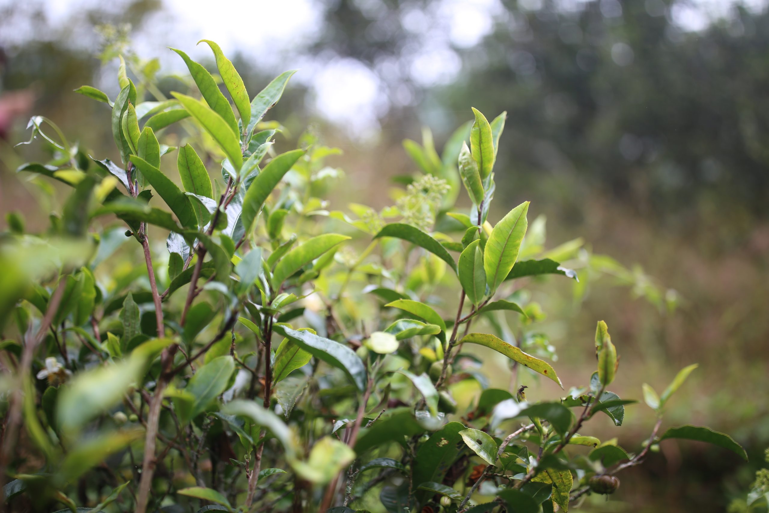 2025年蠻磚古樹春茶多少錢一公斤？