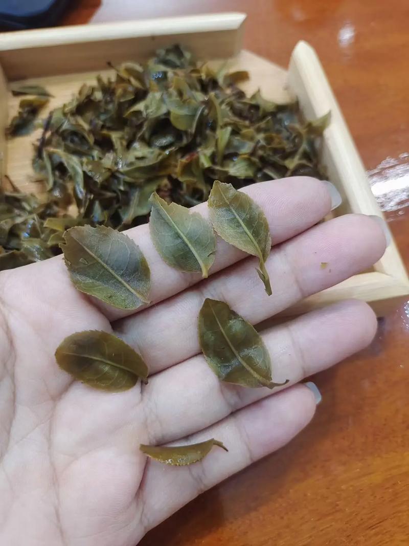 倚邦頭春茶，小葉種的春天