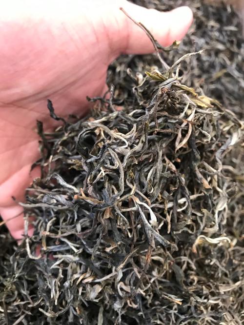 倚邦 | 兩朝貢茶，六山香魁