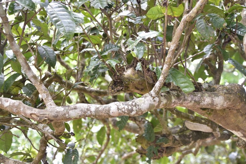 見(jiàn)莽枝 望革登丨行走古六山的另一面