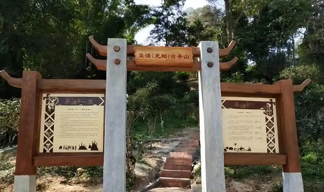 基諾族(攸樂)與普洱茶